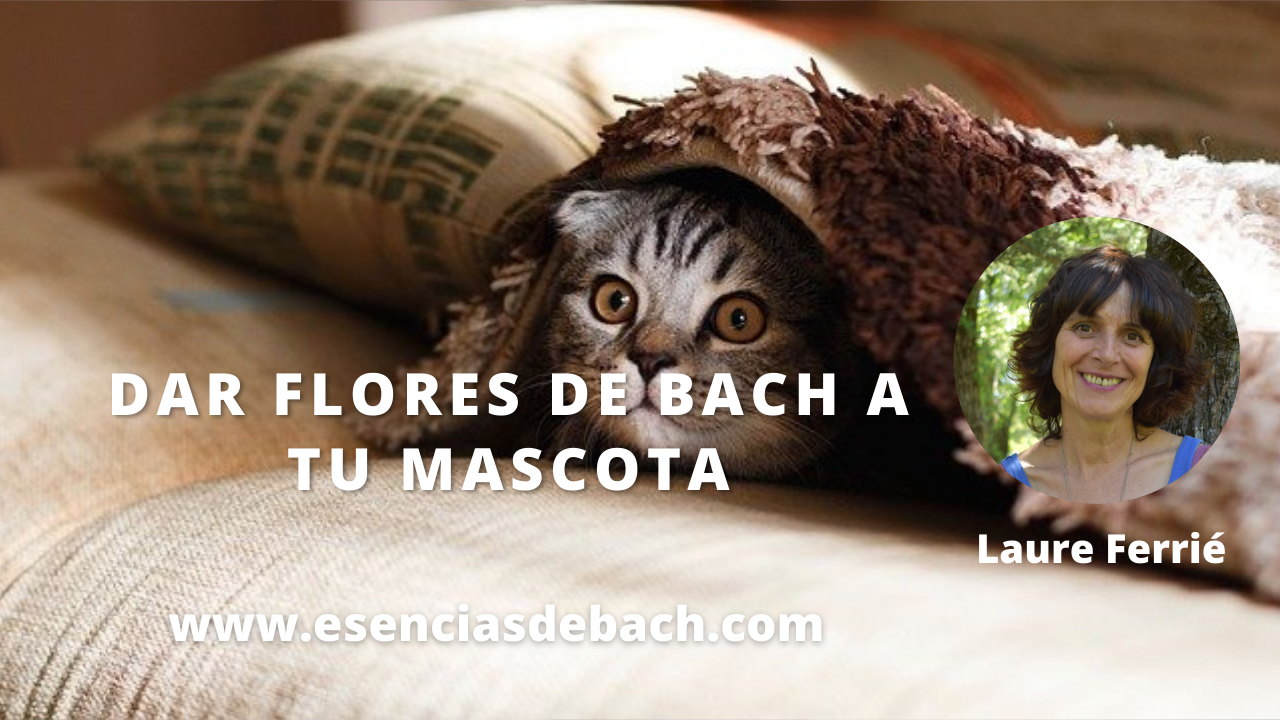 flores de bach para mascotas